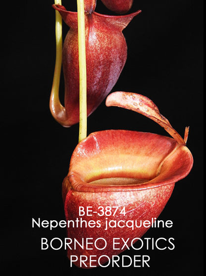 Nepenthes jacqueline  BE-3874  Selected Clone