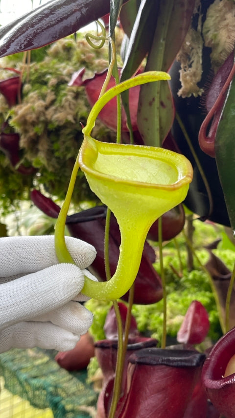 Nepenthes jamban "Best clone" BE-3875