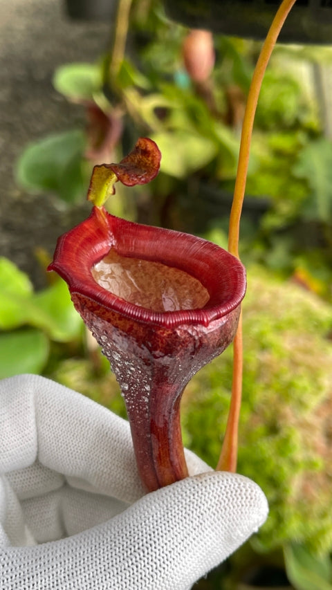 Nepenthes jamban "Best clone" BE-3875