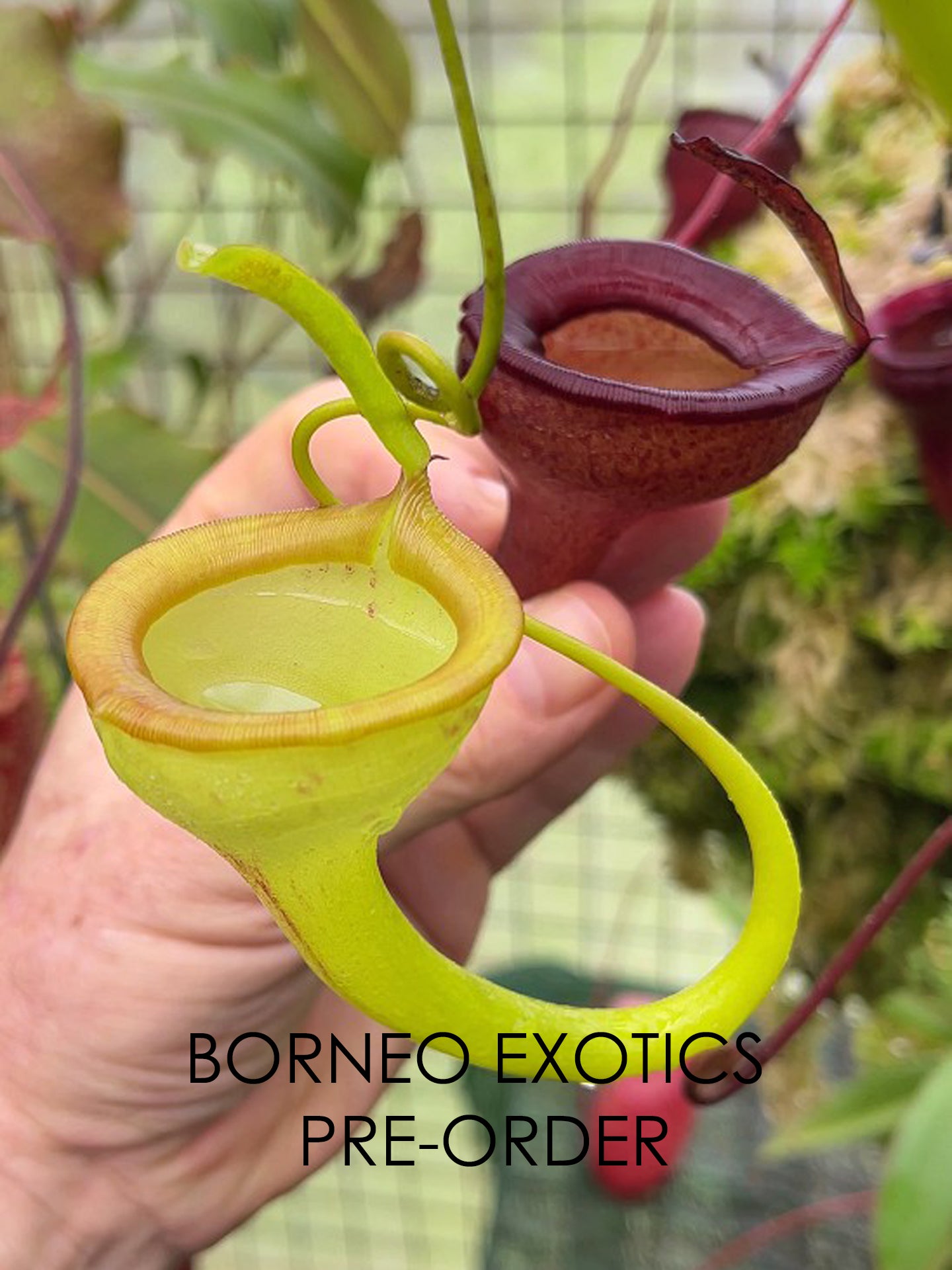 Nepenthes jamban "Best clone" BE-3875
