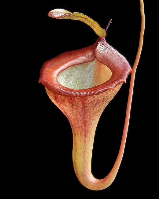 Nepenthes jamban "Two Selected clones"  BE-3875
