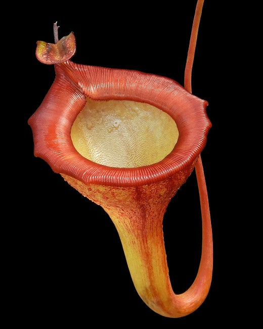 Nepenthes jamban "Best clone" BE-3875