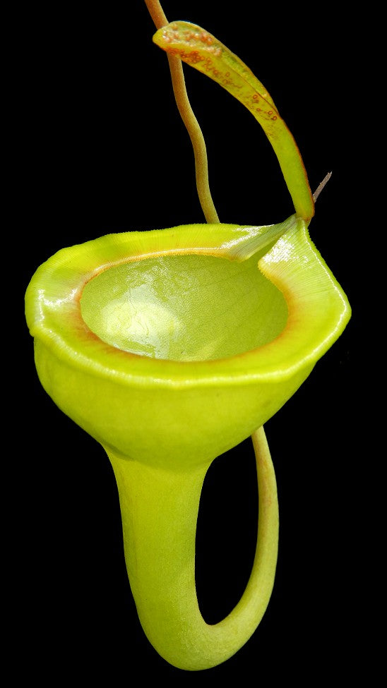 Nepenthes jamban "Best clone" BE-3875