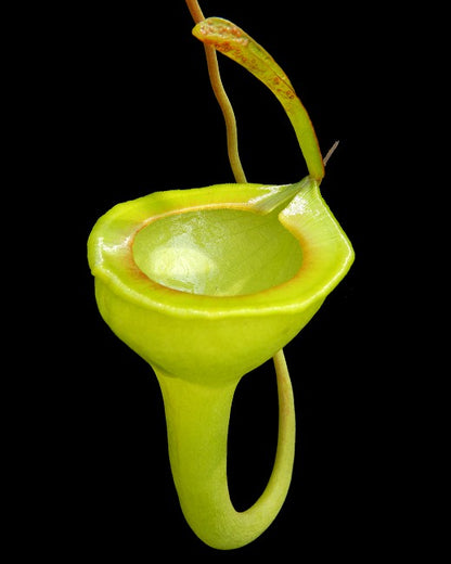 Nepenthes jamban "Best clone" BE-3875