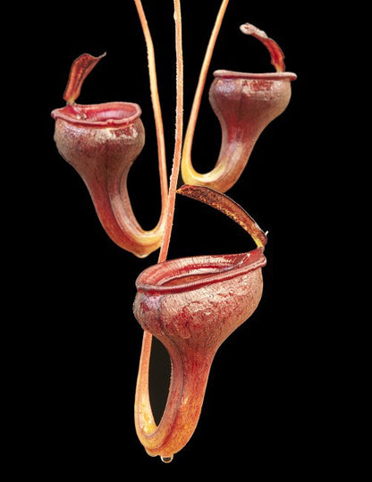 Nepenthes jamban "Best clone" BE-3875