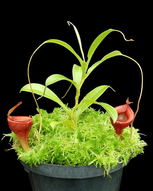 Nepenthes jamban "Best Selected clone"  BE-3875