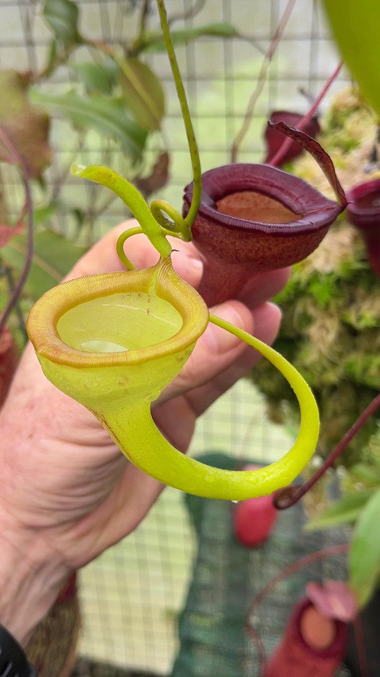 Nepenthes jamban "Best clone" BE-3875