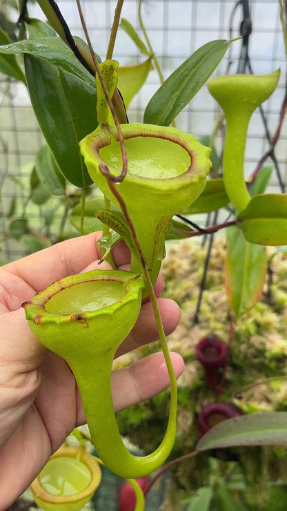 Nepenthes jamban "Best clone" BE-3875