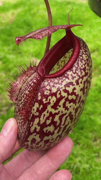 Nepenthes merilliana x aristolochioides "Best clone"  BE-3877
