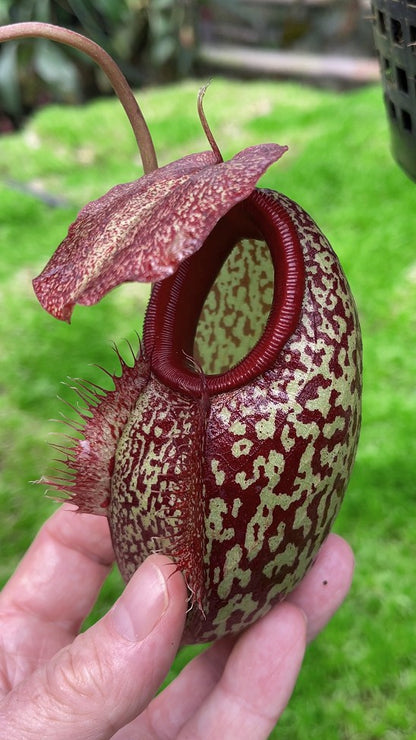 Nepenthes merilliana x aristolochioides "Best clone"  BE-3877