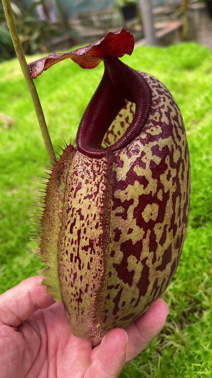 Nepenthes merilliana x aristolochioides "Best clone"  BE-3877