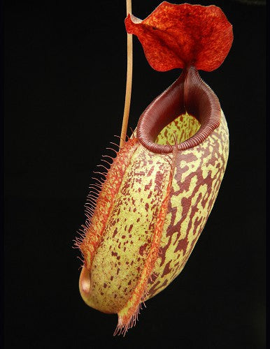 Nepenthes merilliana x aristolochioides "Best clone"  BE-3877