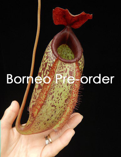Nepenthes merilliana x aristolochioides "Best clone"  BE-3877