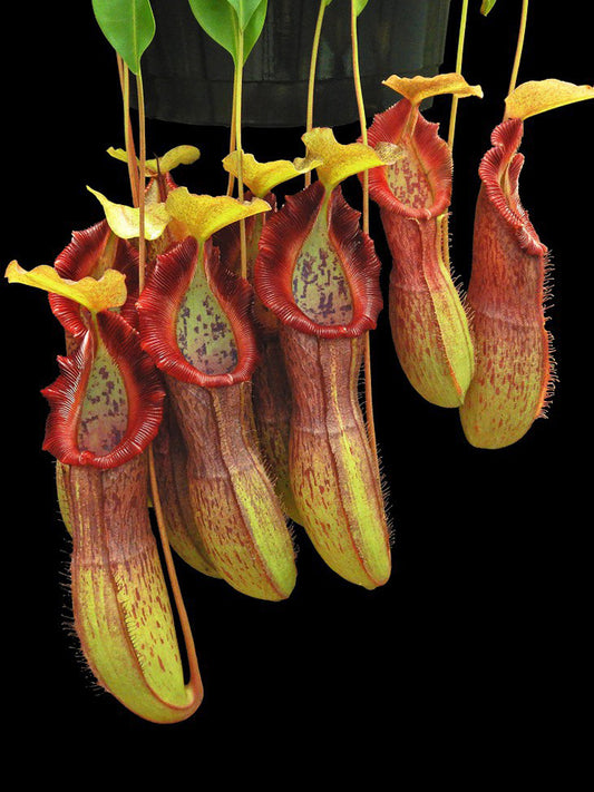 Nepenthes singalana x burkei   BE-3878