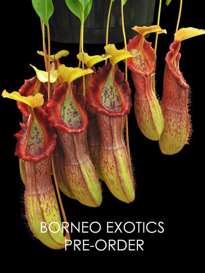 Nepenthes singalana x burkei   BE-3878