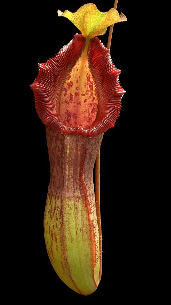 Nepenthes singalana x burkei   BE-3878