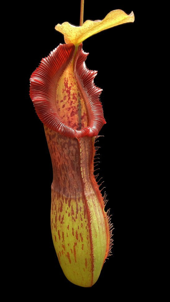 Nepenthes singalana x burkei   BE-3878