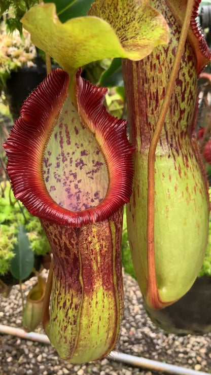 Nepenthes singalana x burkei   BE-3878