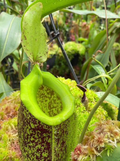 Nepenthes spathulata x ampullaria "Burgundy Speckled"  BE-3881