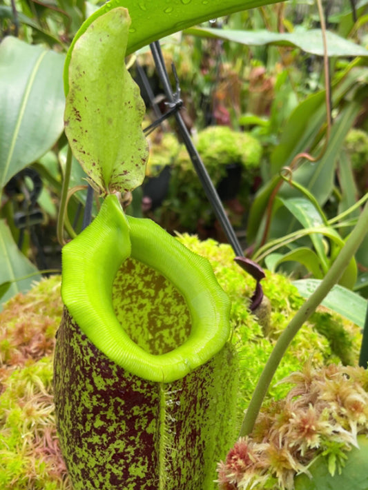 Nepenthes spathulata x ampullaria "Burgundy Speckled"  BE-3881