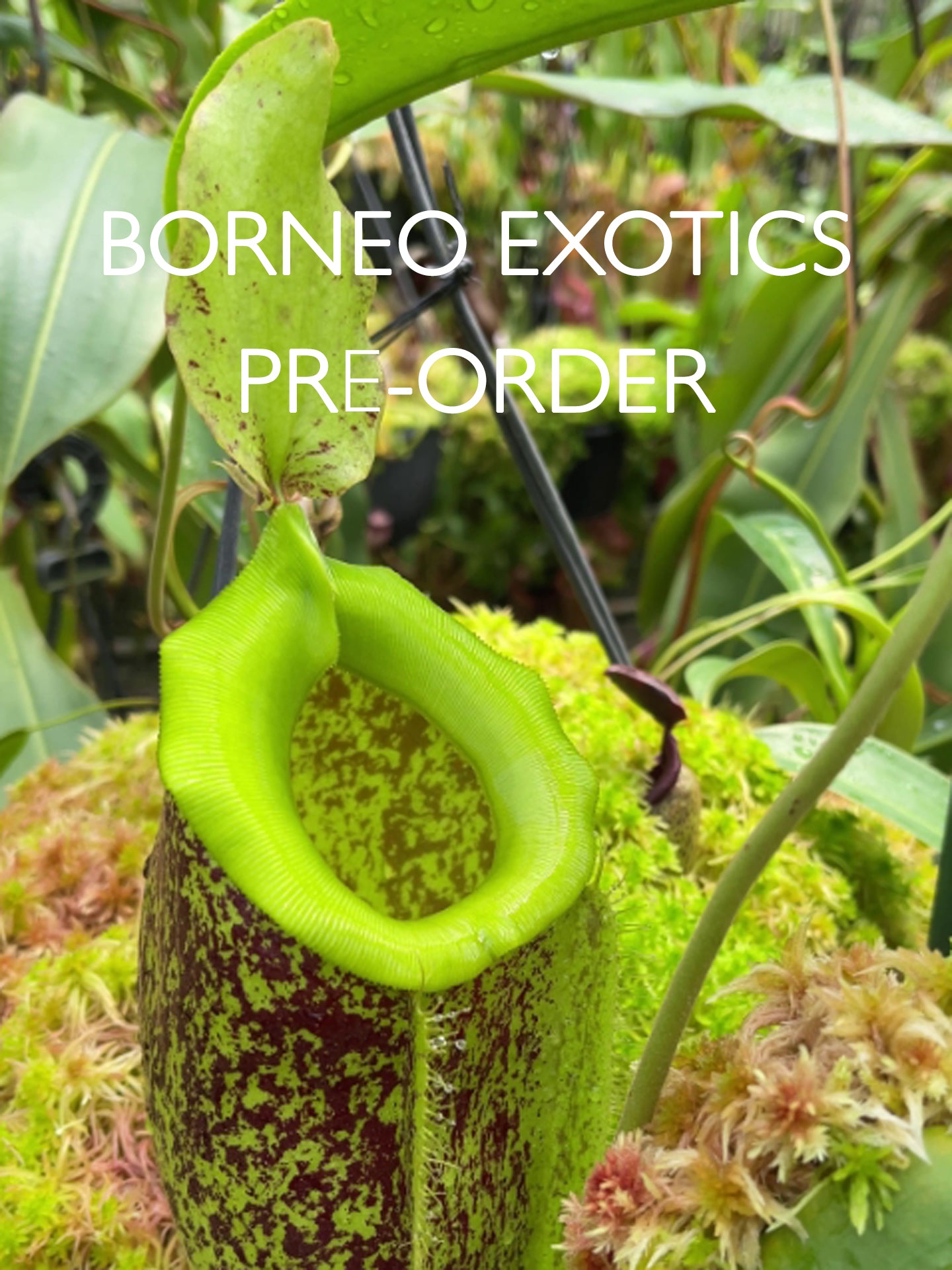 Nepenthes spathulata x ampullaria "Burgundy Speckled"  BE-3881
