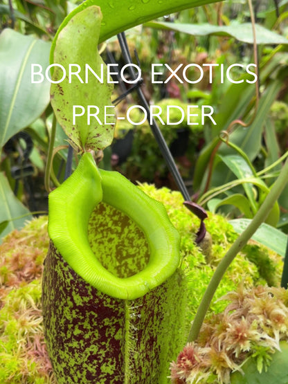Nepenthes spathulata x ampullaria "Burgundy Speckled"  BE-3881