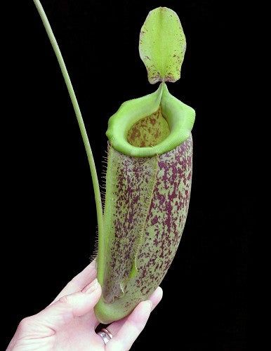 Nepenthes spathulata x ampullaria "burgundy speckled"  BE-3881