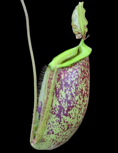 Nepenthes spathulata x ampullaria "burgundy speckled"  BE-3881