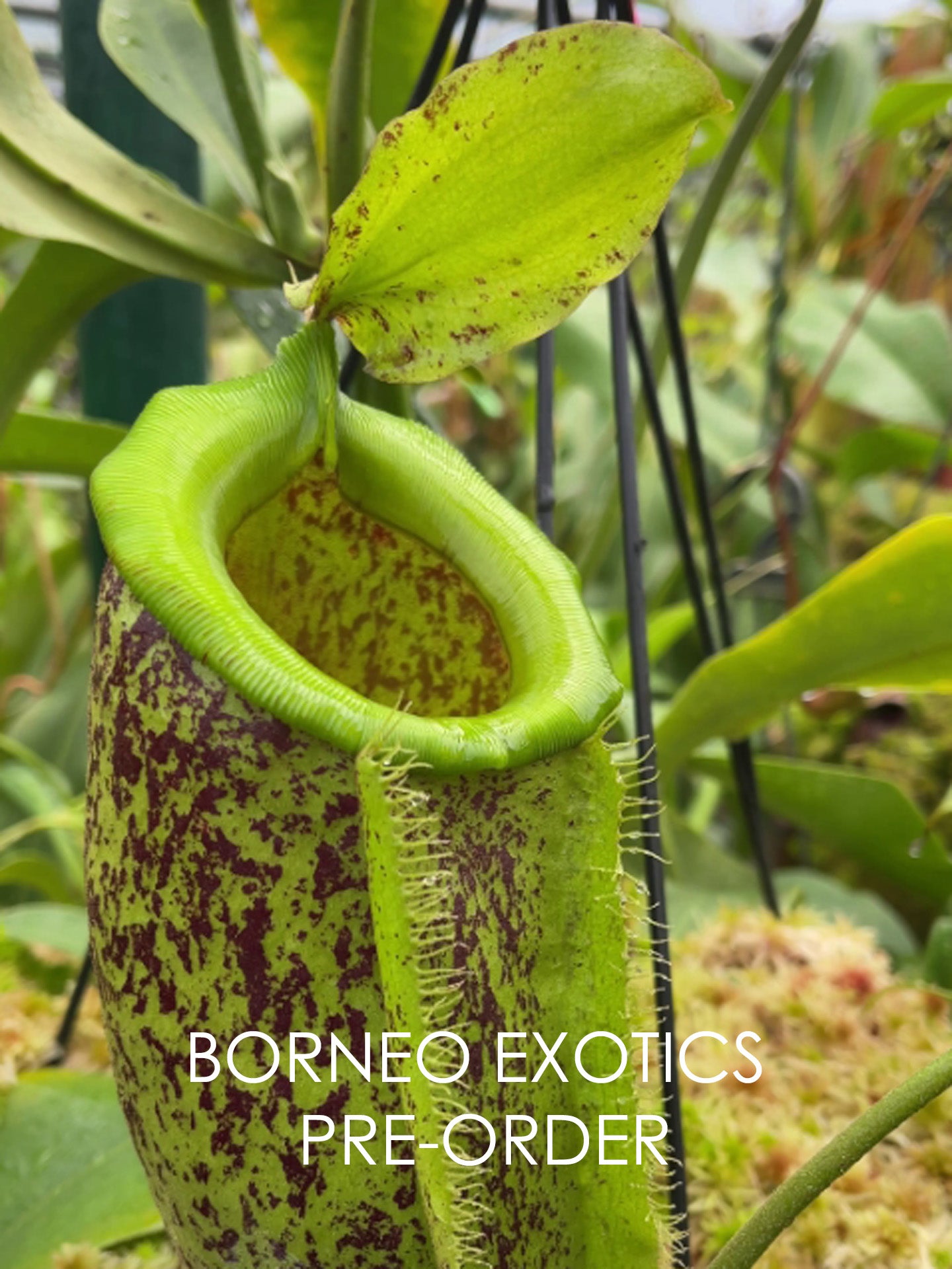 Nepenthes spathulata x ampullaria "burgundy speckled"  BE-3881