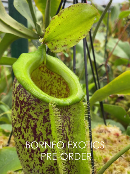 Nepenthes spathulata x ampullaria "burgundy speckled"  BE-3881