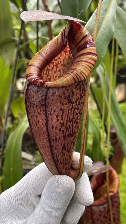 Nepenthes spectabilis x tenuis  BE-3884