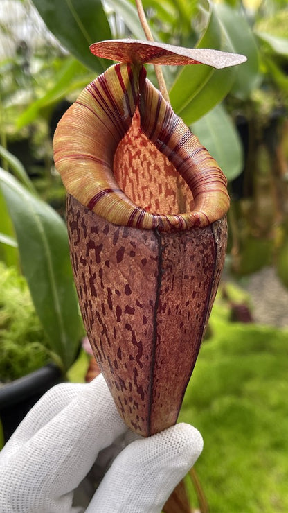 Nepenthes spectabilis x tenuis  BE-3884