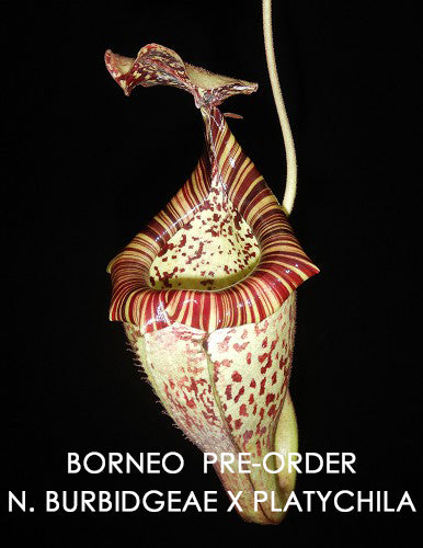 Nepenthes burbidgeae x platychila  BE-3886