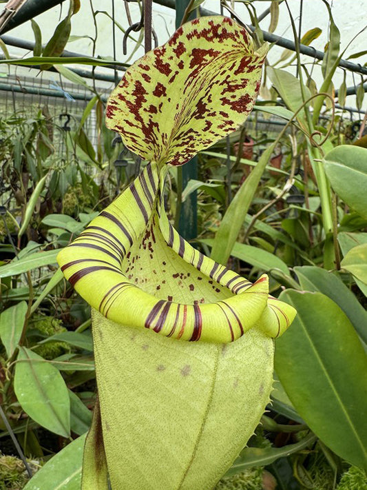 Nepenthes burbidgeae x platychila  BE-3886