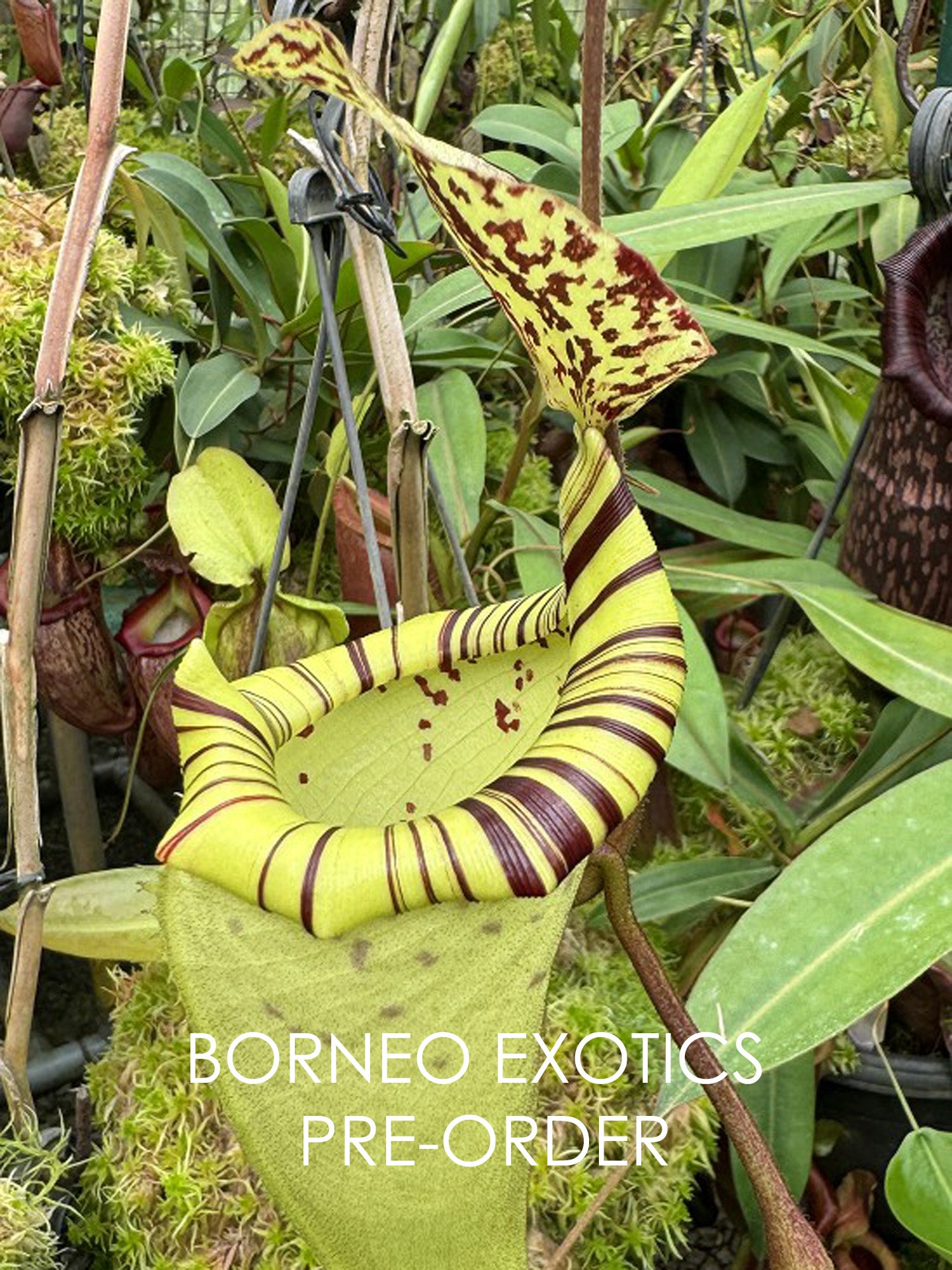 Nepenthes burbidgeae x platychila  BE-3886