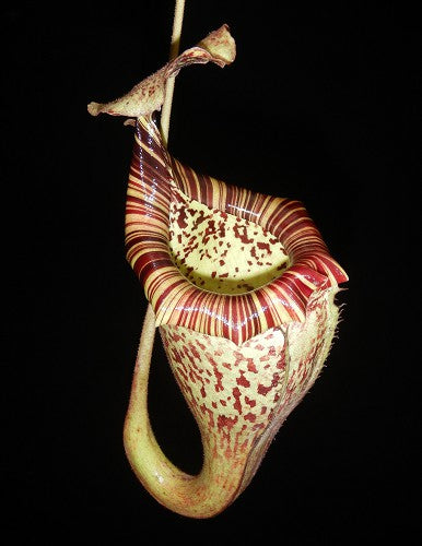Nepenthes burbidgeae x platychila  BE-3886