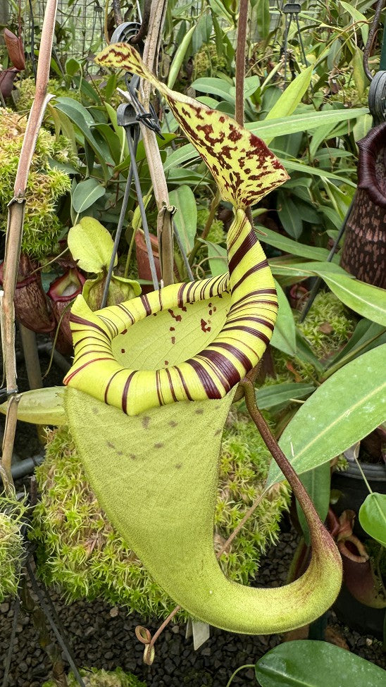 Nepenthes burbidgeae x platychila  BE-3886