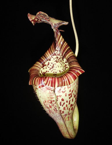 Nepenthes burbidgeae x platychila  BE-3886