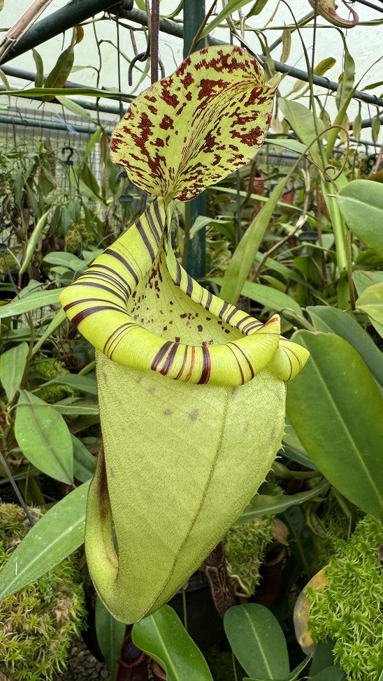 Nepenthes burbidgeae x platychila  BE-3886