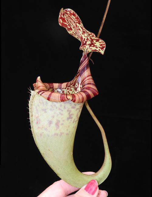 Nepenthes burbidgeae x platychila  BE-3886