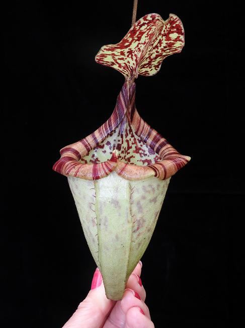 Nepenthes burbidgeae x platychila  BE-3886