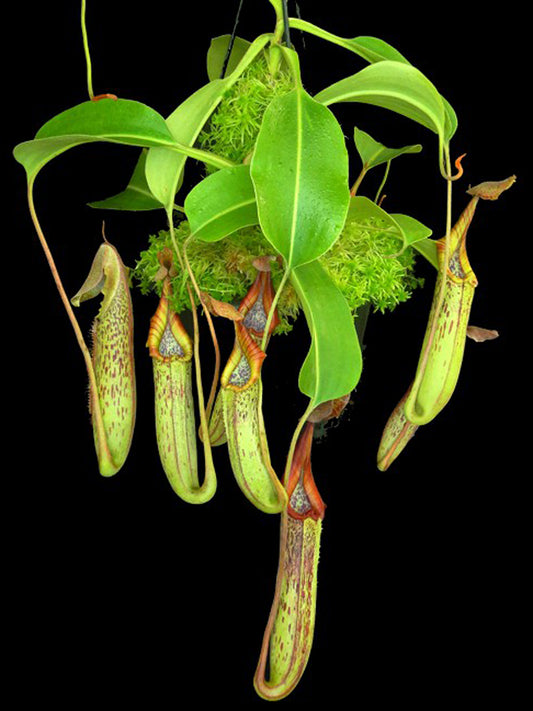 Nepenthes robcantleyi x zakriana "Crocker Road" BE-3893