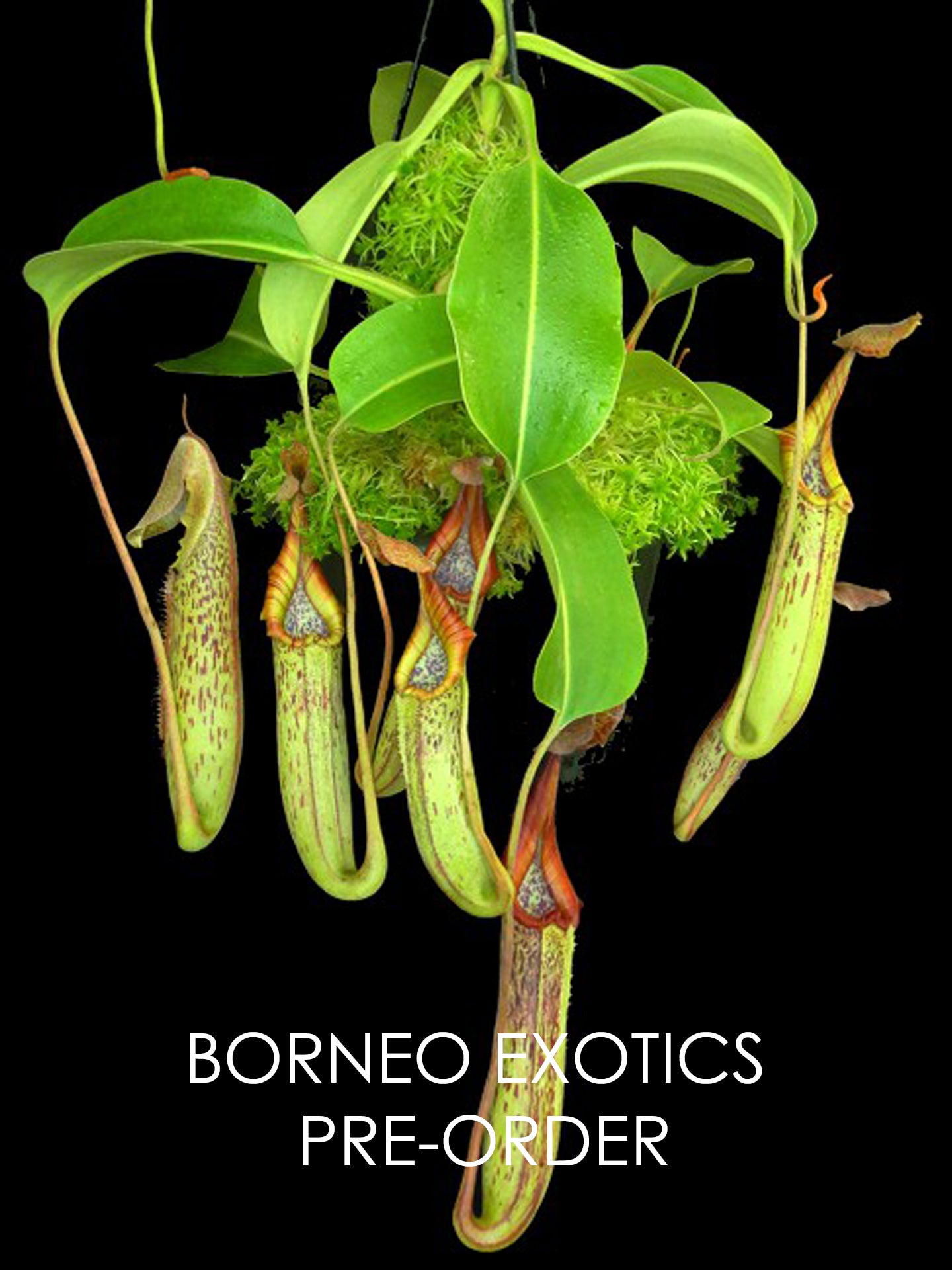 Nepenthes robcantleyi x zakriana "Crocker Road" BE-3893