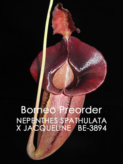 Nepenthes spathulata x jacqueline „Best Selected clone“ BE-3894