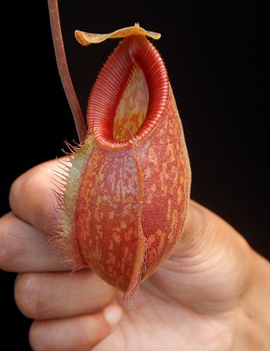 Nepenthes aristolochioides x "Diabolica"  BE-3898