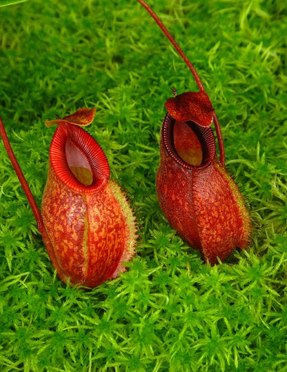 Nepenthes aristolochioides x "Diabolica"  BE-3898