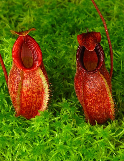 Nepenthes aristolochioides x "Diabolica"  BE-3898