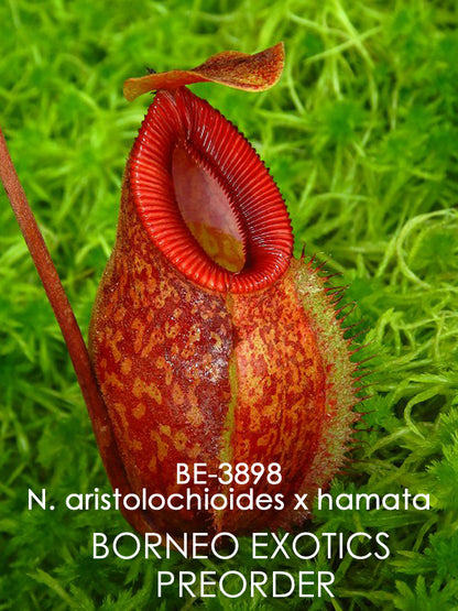 Nepenthes aristolochioides x "Diabolica"  BE-3898