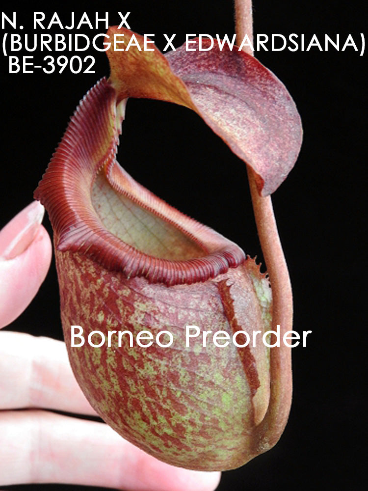 Nepenthes rajah x (burbidgeae x edwardsiana) BE-3902