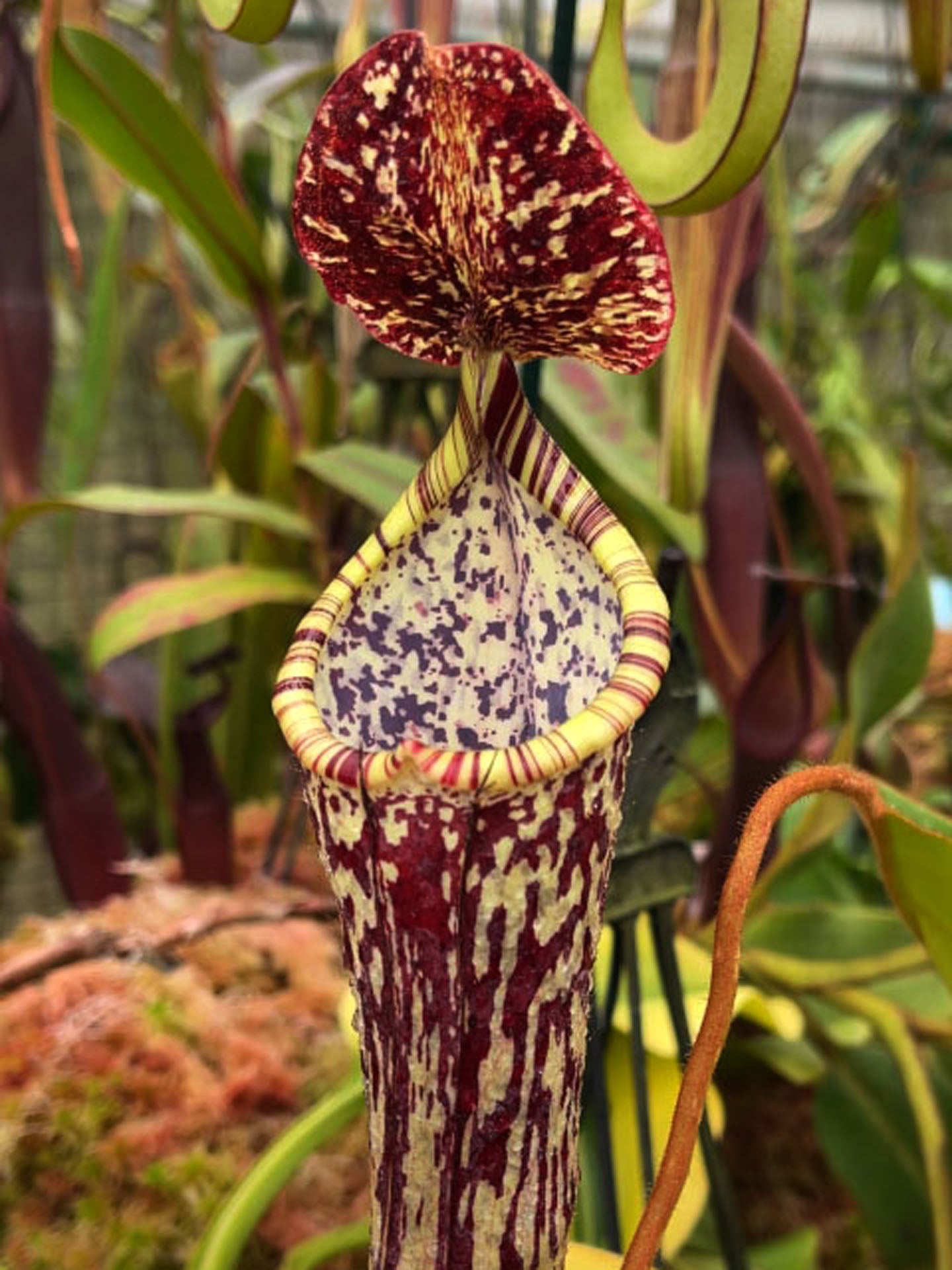 Nepenthes stenophylla "Best selected Clone" BE-3905
